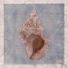 Framed Shells II by  Gaetano Art Group 10x10 Art Print Poster 730947