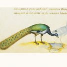 Peacock by Petrus Candidus 16x10 Art Print Poster 498796