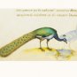 Peacock by Petrus Candidus 16x10 Art Print Poster 498796