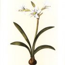 Belladonna Lilies II by  Vision Studio 13x19 Art Print Poster 755005