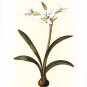 Belladonna Lilies II by  Vision Studio 13x19 Art Print Poster 755005