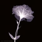 Bud in Bloom by  Unknown 6x6 Art Print Poster 218393