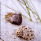 Sandy Beach IV by  Gaetano Art Group 8x10 Art Print Poster 424479