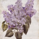 May Lilac by Katie Pertiet 8x10 Art Print Poster 688818