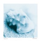 Nautica No4 by Alan Blaustein 12x12 Art Print Poster 700712