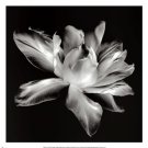 Radiant Tulip I by Donna Geissler 13x13 Art Print Poster 748765