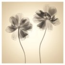 Soft I by Judy Stalus 19x19 Art Print Poster 912887