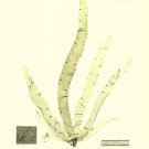 Seaweed II by Henry Bradbury 9.5x13 Art Print Poster 294573