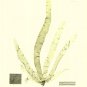 Seaweed II by Henry Bradbury 9.5x13 Art Print Poster 294573