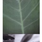 To Tell II by Jennifer Broussard 15x33 Art Print Poster 869622