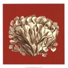 Coral on Red III by  Vision Studio 17x17 Art Print Poster 922026