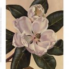 Afternoon Magnolia by Waltraud Fuchs Von Schwarzbek 6x8 Art Print Poster 732643
