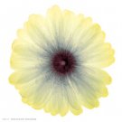 Lemon Nectar by  Unknown 6x6 Art Print Poster 218408