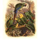 Tropical Birds I by  Cassel 13x19 Art Print Poster 632151