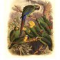 Tropical Birds I by  Cassel 13x19 Art Print Poster 632151
