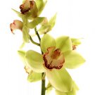 Pale Orchid by  Art photo pro 11x14 Art Print Poster 657198