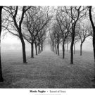 Tunnel of Trees by Monte Nagler 39.250x27.5 Art Print Poster 702817