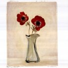 Two Anemones by Amy Melious 16x20 Art Print Poster 727620