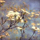 Dogwood II - mini by Amy Melious 12x12 Art Print Poster 713333