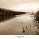 River Reeds by Christine Triebert 36x20 Art Print Poster 693128