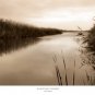 River Reeds by Christine Triebert 36x20 Art Print Poster 693128