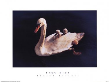 Free Ride by Andrew Basari 24x18 Art Print Poster 672345