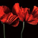 Papaver Orientale I by Derek Harris 30x24 Art Print Poster 479175