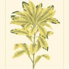 Tropical Variegation IV by  Vision Studio 13x19 Art Print Poster 469230