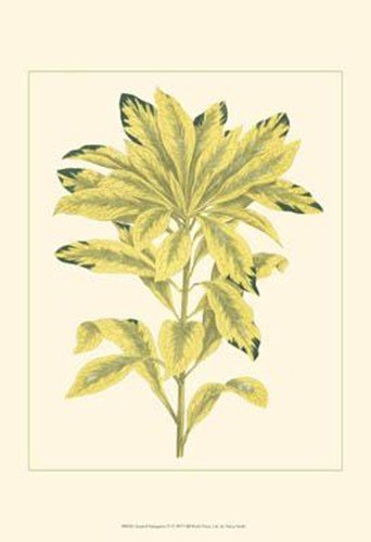 Tropical Variegation IV by  Vision Studio 13x19 Art Print Poster 469230