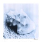 Nautica No4 by Alan Blaustein 12x12 Art Print Poster 729344