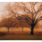 Memory of Trees by M. Ellen Cocose 26x20 Art Print Poster 868636