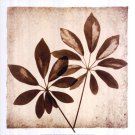Cassava Leaves by Michael Mandolfo 20x20 Art Print Poster 750505