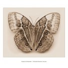 Stichopthalma Louisa by Raquel Edwards 14x11 Art Print Poster 296307