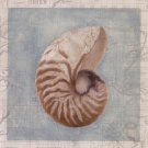Framed Shells I by  Gaetano Art Group 10x10 Art Print Poster 730946