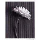 Fresh Cut Gerbera Daisy III by Debra Van Swearingen 11x14 Art Print Poster 320847