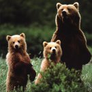 Bears by  Unknown 24x36 Art Print Poster 539171