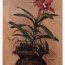 Orchid Revival l by Barbara Mock 13x25 Art Print Poster 15596