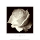 Rose by Bill Philip 12x12 Art Print Poster 136407