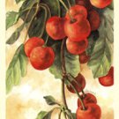 Cherries by Fiona Howard 4x10 Art Print Poster 4377