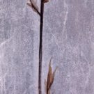 Cool Botanicals I by Liz Jardine 12x38 Art Print Poster 869342