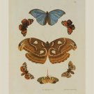 Butterflies by George Wolfgang Knorr 14x19 Art Print Poster 4964