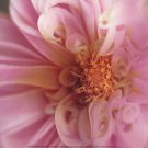 DAHLIA IV by Peter Davidson 10x8 Art Print Poster 909855