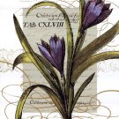 Florilegium II by  Wild Apple Studio 16x20 Art Print Poster 688642