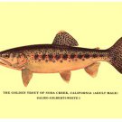 Golden Trout of Soda Creek by George Sheringham 18x12 Art Print Poster 516733