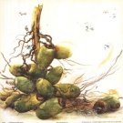 Racimo De Cocos I by Patricia Pinto 12x12 Art Print Poster 727923