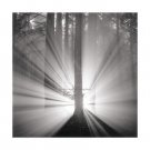Redwoods, Study 9, Oakland Hills, California. 2002 by Rolfe Horn 24x24 Art Print Poster 289963