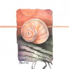 Moonshell by Paul Brent 8x10 Art Print Poster 20579