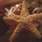 Starfish I by Phillip Clayton-Thompson 14x11 Art Print Poster 545206
