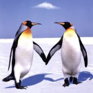 Penguin Love by  Unknown 24x36 Art Print Poster 539241