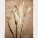 Poetica I - Mini by Amy Melious 8x10 Art Print Poster 543658